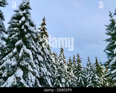 Magische Winterszene mit dichten Tannen, die vollständig mit Schnee bedeckt sind, von kaltem Winterlicht beleuchtet und in einer märchenhaften Waldkulisse auftauchen Stockfoto
