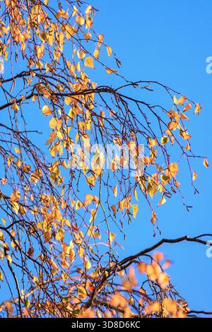 Herbstfarben der Blätter auf Silberbirke (Betula pendula) - Zentralfrankreich. Stockfoto