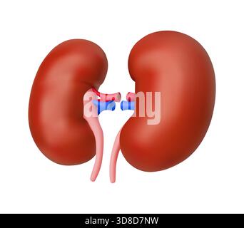 Detaillierte 3D-Illustration, die zwei menschliche Nieren mit verbundenen Blutgefäßen zeigt, was die anatomische Struktur und Funktion im Kontext des Gesundheitswesens unterstreicht. Stock Vektor