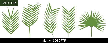 Satz von grünen tropischen Palmblättern Vektor-Illustration Design am besten für Natur Sommer botanisches grafisches Thema isoliert auf weißem Hintergrund Stock Vektor