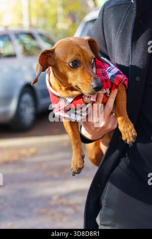 Kleiner brauner Dackelhund, entzückendes Haustier in roter karierter Jacke wird an sonnigen Tagen draußen gehalten. Warmes Licht, herbstliche Atmosphäre und ehrliche Momente Crea Stockfoto