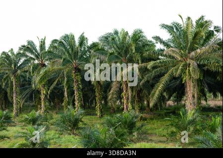 Reihe von hohen Palmölbäumen vor einem hellen weißen Himmel Stockfoto