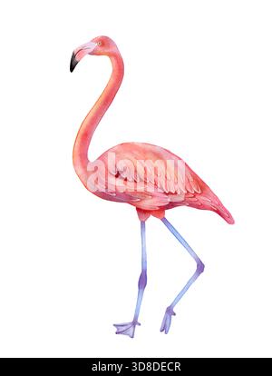 Rosa Flamingo Aquarellabbildung isoliert auf weißem Hintergrund. Detaillierte tropische Vogelkunst für Sommermotive, Strandmotive, Poster, Karten, Stoff, Verpackungen und dekorative Drucke. Stockfoto