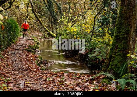 Wald im Westen Frankreichs im Herbst Stockfoto
