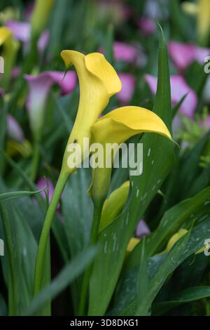 Gelbe Calla-Lilienblüten stehen hoch zwischen satten grünen Blättern und bilden einen auffälligen Kontrast in einem lebendigen Garten voller farbenfroher Blüten Stockfoto
