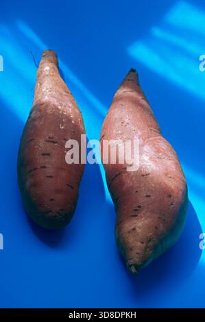 Zwei Süßkartoffeln aus dem Bio-Garten in Valencia, Spanien. Stockfoto
