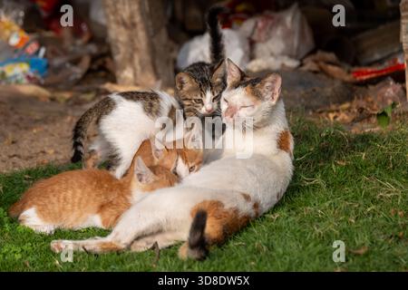 Ägyptische streunende Baladi-Katze, die auf Gras ruht und ihre Kätzchen stillt, Kairo, Ägypten Stockfoto