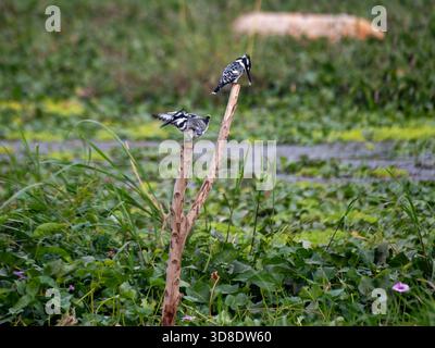 Ein Paar Rattenkönigfischer (Ceryle rudis), die auf einem Schilfstamm über der Wasservegetation auf der Nilinsel in Kairo, Ägypten, thront Stockfoto