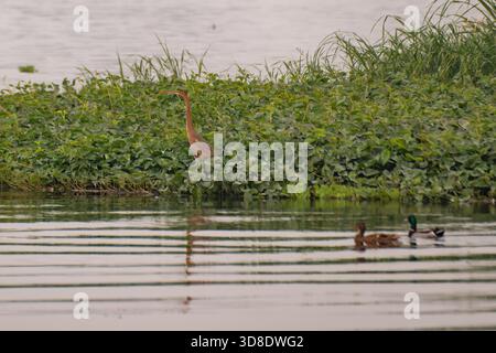 Purpurreiher (Ardea purpurea) auf schwimmender Vegetation mit männlichen und weiblichen Mallarden (Anas platyrhynchos), die auf dem Nil in Kairo, Ägypten schwimmen Stockfoto