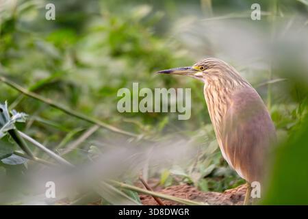 Squacco Reiher (Ardeola ralloides) Nahaufnahme-Porträt wachsam inmitten grüner Vegetation auf der Nilinsel in Kairo, Ägypten Stockfoto
