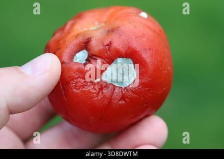 Schimmel an einer Tomate durch saprotrophe Pilze der Gattungen Cladosporium, Penicillium, Alternaria oder Aspergillus. Stockfoto