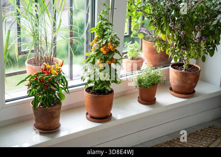 Blühendes thailändisches Basilikum, gelbe Tomatenkirsche, rote heiße Chilischote, Thymianpflanze in Tontöpfen auf Fensterbank zu Hause, Zitronengras vor dem Fenster. Anbau hausgemachte Aromen würzige Kräuter und Gemüse. Stockfoto
