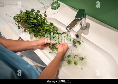 Der Mensch wäscht Dischidia ovata-Zimmerpflanze sanft mit warmem Wasser und Seife im Waschbecken, um Staub von den Blättern zu entfernen und Spinnenmilbenschädlinge zu verhindern. Pflanzenpflege – Staub entfernen, Befeuchtung Stockfoto