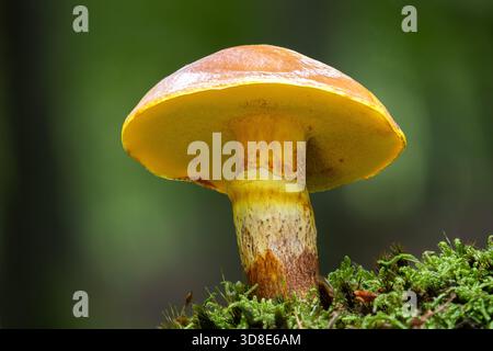 Suillus grevillei, auch bekannt als tamarack Jack, Greville's Bolete oder Lärchenbolete, ist ein Mykorrhiza-Pilz mit einem engen, brillant gefärbten c Stockfoto