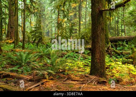 Uralter Wald von Cathedral Grove, Macmillan Provincial Park, Vancouver Island, BC, Kanada. Stockfoto