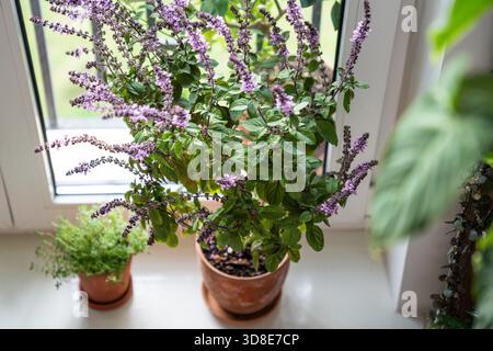 Blühender thailändischer Basilikumbusch und kleine Thymianpflanze in Tontöpfen auf der Fensterbank zu Hause, Blick von oben. Anbau hausgemachte Aromen würzige Kräuter, Gartenarbeit im Innenbereich. Umweltfreundliches Hobby-Konzept Stockfoto