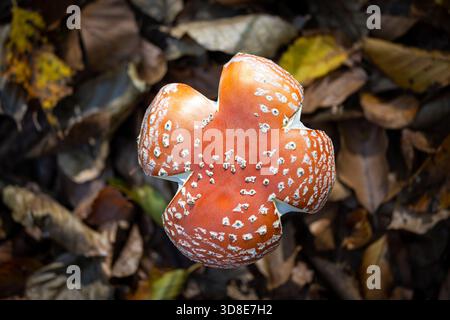 Amanita muscaria, auch bekannt als Fliegenpilz oder Fliegenpilz, ist ein Basidiomyzet der Gattung Amanita. Es ist ein großer, weiß gekippter, weiß gefleckter, Stockfoto