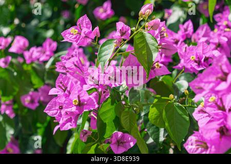 Leuchtend rosafarbene Bougainvillea, die in üppig grünem Laub blüht. Bougainvillea glabra, die kleine Bougainvillea, Paperflower. Stockfoto