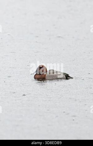 Ferruginous Duck (Aythya nyroca) Pochard (Aythya ferina) Hybrid Norfolk November 2025 Stockfoto