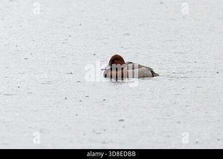 Ferruginous Duck (Aythya nyroca) Pochard (Aythya ferina) Hybrid Norfolk November 2025 Stockfoto