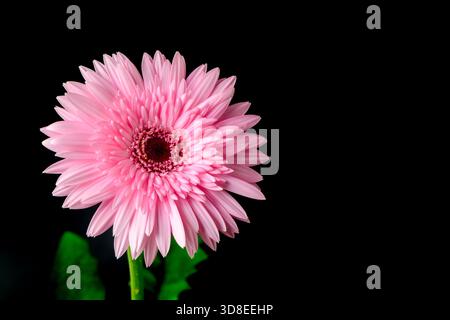 Lebendige Rosa Gerbera Gänseblümchen mit Tautropfen auf Blütenblättern nah oben isoliert auf schwarzem Hintergrund Stockfoto
