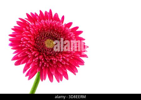 Lebendige rosa Gerbera Gänseblümchen mit Tautropfen auf Blütenblättern Nahaufnahme isoliert auf weißem Hintergrund Stockfoto