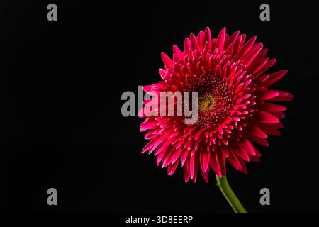 Lebhafte Pink Gerbera Daisy Nahaufnahme isoliert auf schwarzem Hintergrund Stockfoto
