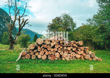 Gesägte Baumstämme ordentlich auf Ackerland gestapelt, für Brennholz in einer traditionellen slowenischen alpinen ländlichen Umgebung vorbereitet. Selektiver Fokus. Stockfoto