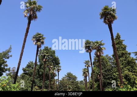 Le jardin de Massey, parc Public, ville de Tarbes, Département des Hautes Pyrénées, Frankreich Stockfoto