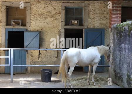 Le haras National, haras de Tarbes, Ville de Tarbes, Département des Hautes Pyrénées, Frankreich Stockfoto