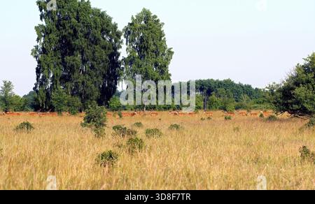 Eine große Herde von Rotwild (Cervus elaphus) auf einer Lichtung in einem dünn bewaldeten Lebensraum. In der untergehenden Sonne. Stockfoto