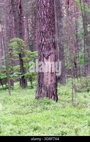 Stammschädigung durch historische Harzklopfungen an einer alten Kiefer in einem Wald in Mitteleuropa. Stockfoto