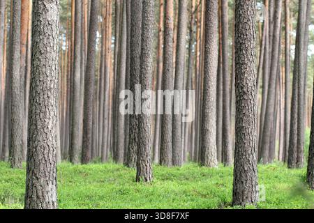 Ein dichter Kiefernwald, Stämme ohne Äste, Nadelbäume mit dichtem Waldunterwuchs aus grünen Sträuchern. Stockfoto