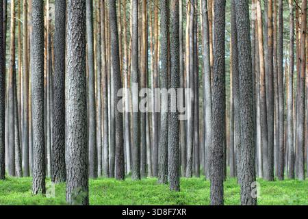 Dichte Baumstämme mit brauner Rinde und grünem Waldboden. Der perfekte Hintergrund, Naturtapete. Stockfoto