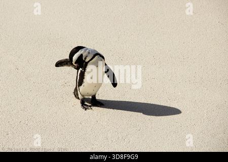 Humboldt-Pinguin steht allein auf einer sandigen Oberfläche und wirft einen langen Schatten im Sonnenlicht. Wildtiere in einer sauberen, isolierten Umgebung. Stockfoto