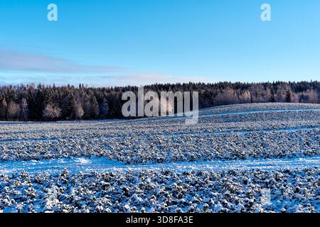 Ein Feld mit gefrorenem Brokkoli in Kolbu, Norwegen, November 2025. Stockfoto
