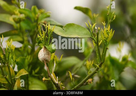 Eine Oootheka einer afrikanischen Mantis (Sphodromantis viridis), die an einem Zweig mit Triebe und Blütenknospen eines süßen Orangenbaums hängt (Citrus x sinensis) Stockfoto