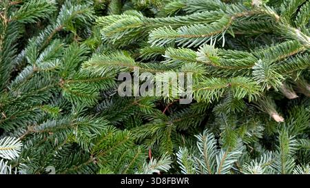 Nahaufnahme von Tannenzweigen, Winterszene, festliche Atmosphäre. Stockfoto