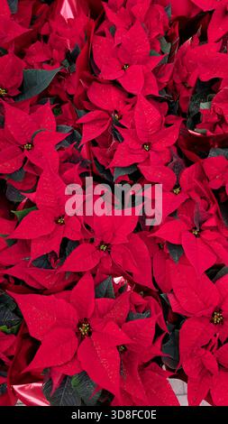 Nahaufnahme von schönen roten Weihnachtsstern in voller Blüte, nahtlosem Hintergrund. Stockfoto