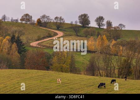 Sanfte Hügel des Landschaftsparks Suwałki mit weidenden Kühen, Herbstbäumen und einer gewundenen Schotterstraße, die durch die friedliche Landschaft Podlasiens führt. Stockfoto