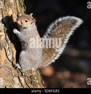 Ein graues Eichhörnchen (Sciurus carolinensis) in Gloucestershire Großbritannien im Winter Stockfoto