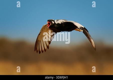 Afrotis afraoides ist auch eine Weißtrappe, die in den Otididae, weit verbreitet im südlichen Afrika in o, singend Bodenvogel Stockfoto