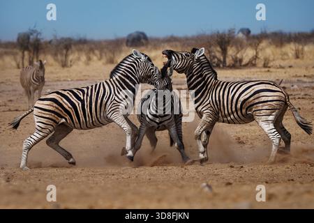 Drei kämpfende Zebras. Plains Zebra - Equus quagga früher Equus burchellii, auch Zebra, die häufigste und verbreitete Zebraart, Black an Stockfoto