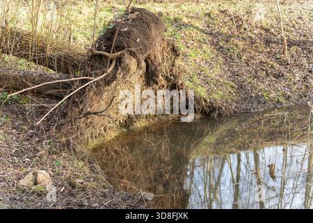 Ein entwurzelter Baum liegt neben einem kleinen Bach, der verworrene Wurzeln über dem schlammigen Ufer freilegt. Stilles Wasser reflektiert den Wald an einem hellen Tag. Stockfoto