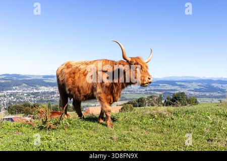 Beige Hochlandkuh weidet auf Gras auf einem Feld. Stockfoto