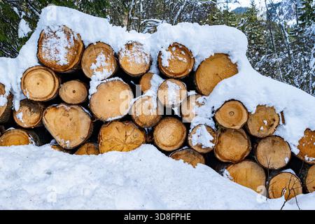 Nahaufnahme eines großen Stapels frisch geschnittener Holzstämme, ordentlich gestapelt und teilweise mit einer Schicht aus unberührtem weißem Schnee in einem Winterwald bedeckt. Repres Stockfoto