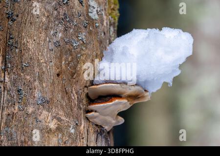 Nahaufnahme eines Schelfpilzes (Klappenpilz), der auf einem Baumstamm wächst und teilweise von einem Hügel aus Neuschnee bedeckt ist. Konzentrieren Sie sich auf die Natur im Winter, Texturen, A Stockfoto