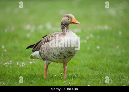 Eine Anser Anser (Greylag Gans), die auf einer üppig grünen Wiese mit weißen Gänseblümchen steht Stockfoto