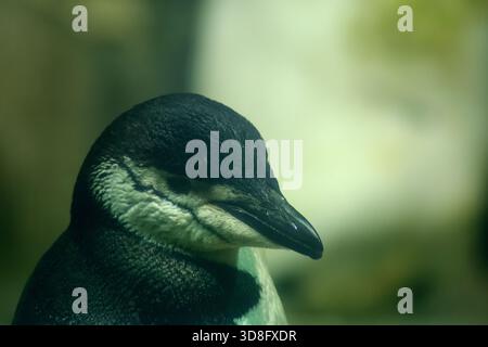 Chinstrap Pinguin (Pygoscelis antarcticus) im Central Park Zoo, New York City. Eine selten gehaltene Art. Stockfoto