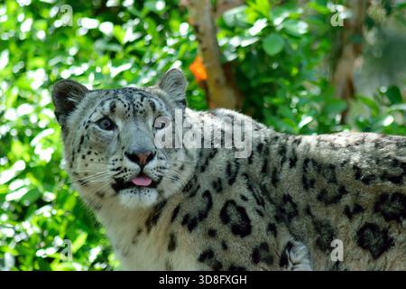 Der Schneeleopard, eine große Katze des Himalaya in Zentralasien. Bekannt für sein wunderschönes Fell und seine auffälligen Muster. Der Bergspitzen-Raubtier. Stockfoto